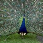 Bihar village dreams big for its peacocks!